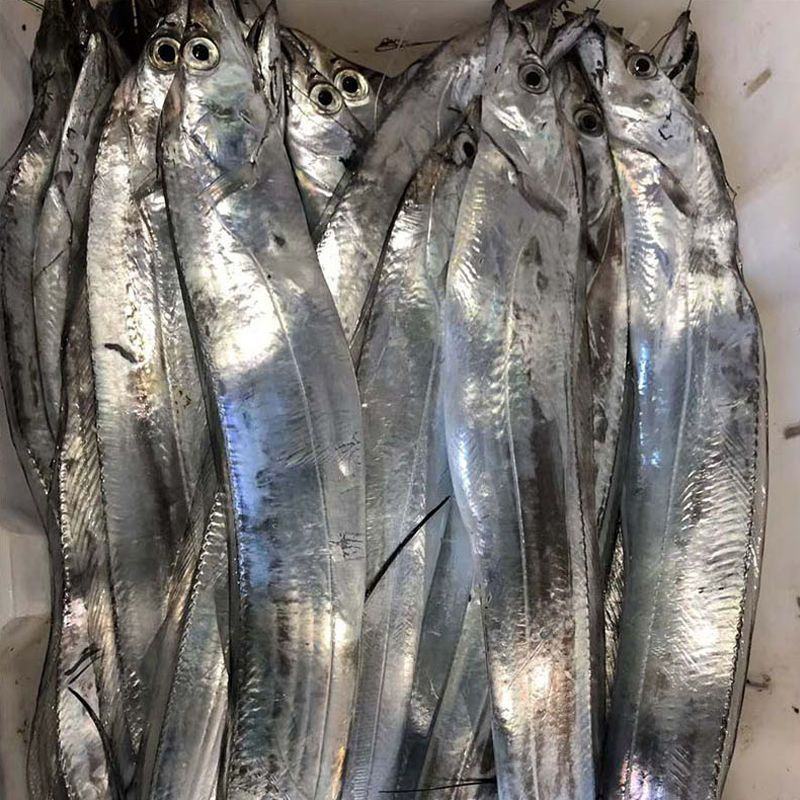 舟山小眼带鱼新鲜整条冷冻东海刀鱼大海鲜特产鲜活新鲜水产