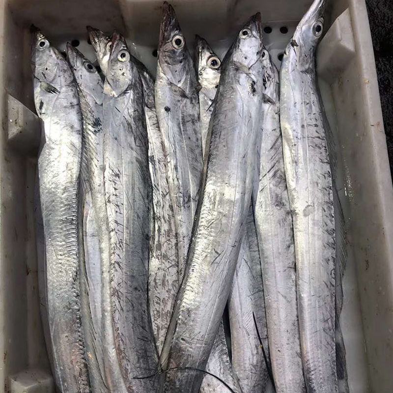 舟山小眼带鱼新鲜整条冷冻东海刀鱼大海鲜特产鲜活新鲜水产