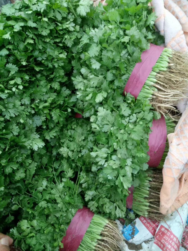 河南滑县香菜大量现货有需要可以联系我