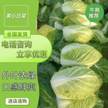 黄心白菜湖北产地直供，规格齐全，质量保证，货发全国！！！