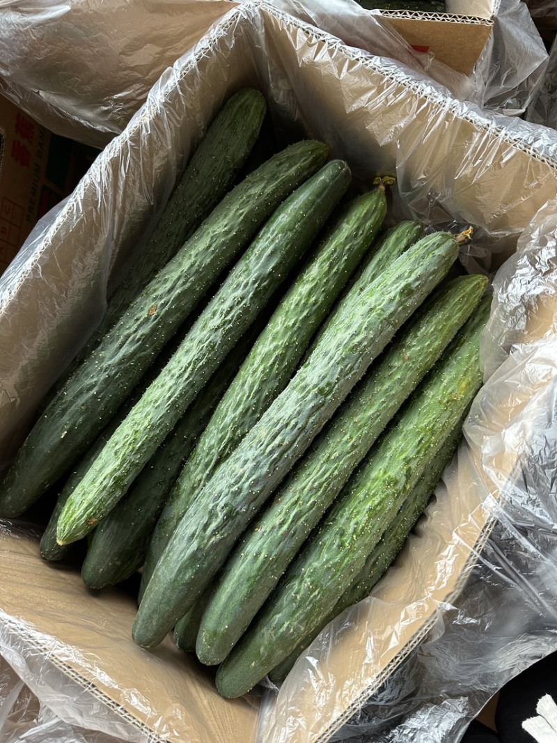 密刺黄瓜广东密刺黄瓜一手货源对接商超档口欢迎