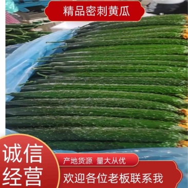 密刺黄瓜广东密刺黄瓜一手货源对接商超档口欢迎