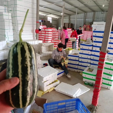 【实力】博洋九号甜瓜博羊9玻璃脆博洋72甜瓜产地量大口感