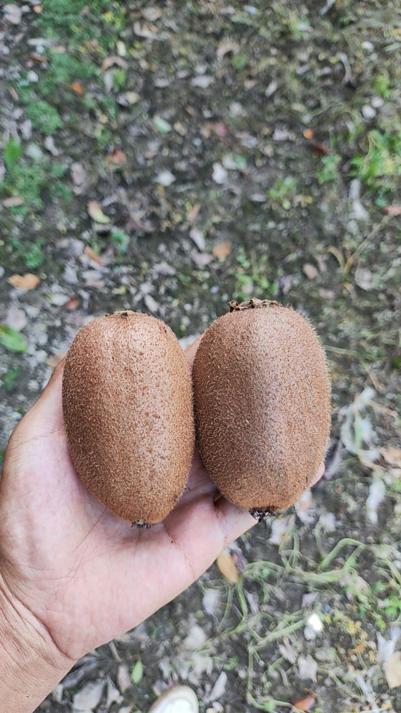 外贸专用，陕西周至海沃德绿心猕猴桃大量上市中，产地直发