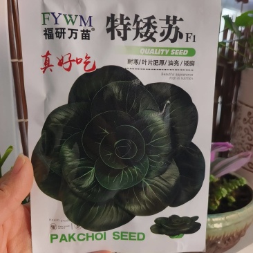 特矮苏甜矮脚青梗菜菜种子高产耐寒耐冻黑亮趴地苏州青黑束腰