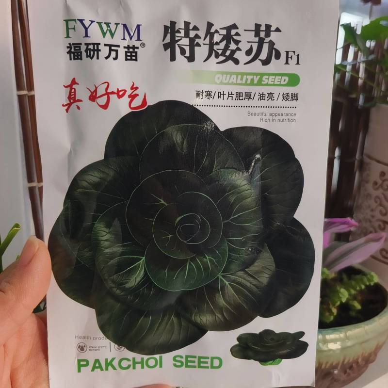 特矮苏甜矮脚青梗菜菜种子高产耐寒耐冻黑亮趴地苏州青黑束腰