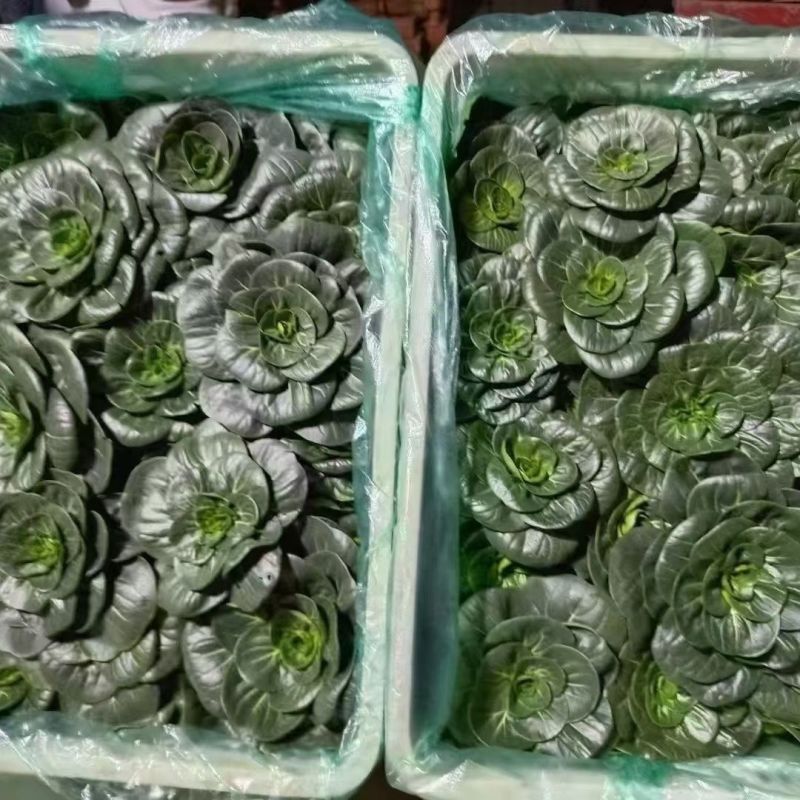 特矮苏甜矮脚青梗菜菜种子高产耐寒耐冻黑亮趴地苏州青黑束腰