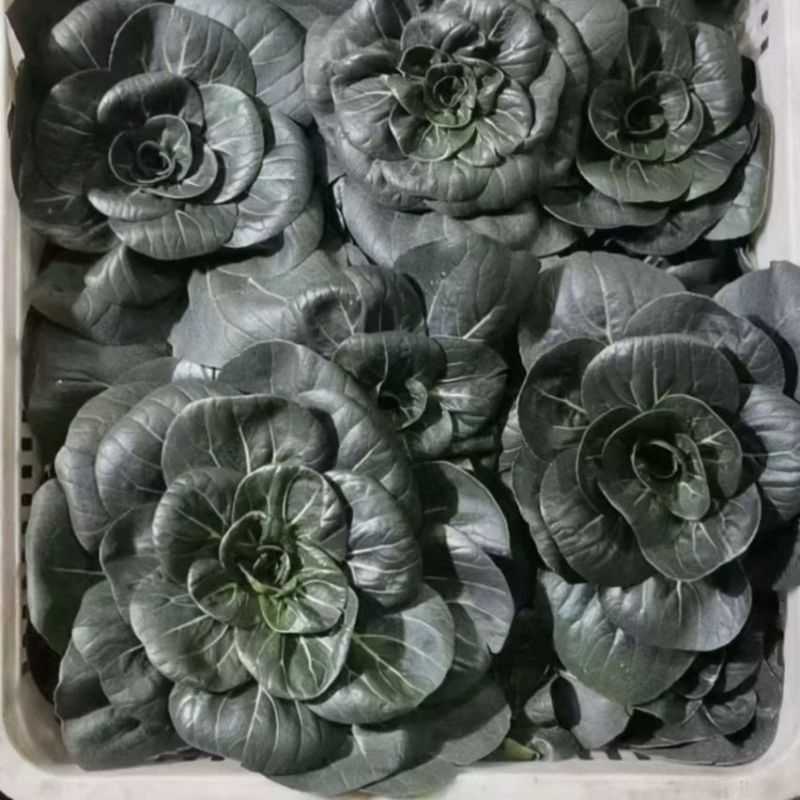 特矮苏甜矮脚青梗菜菜种子高产耐寒耐冻黑亮趴地苏州青黑束腰