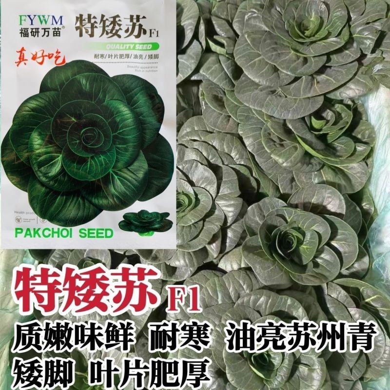 特矮苏甜矮脚青梗菜菜种子高产耐寒耐冻黑亮趴地苏州青黑束腰