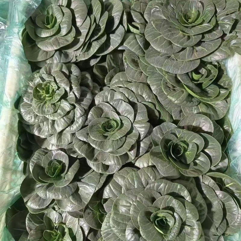 特矮苏甜矮脚青梗菜菜种子高产耐寒耐冻黑亮趴地苏州青黑束腰
