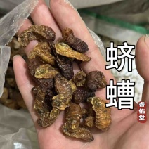 蛴螬核桃虫土蚕老母虫无硫实拍发货如图