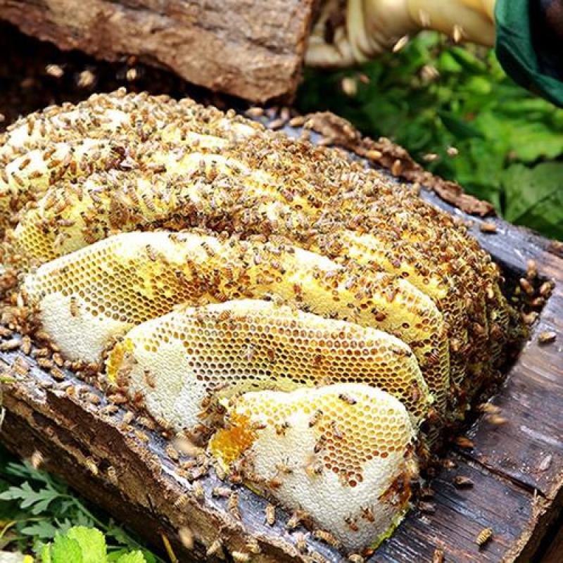 高原野花蜜源自高原净土，天然纯净，甜蜜健康