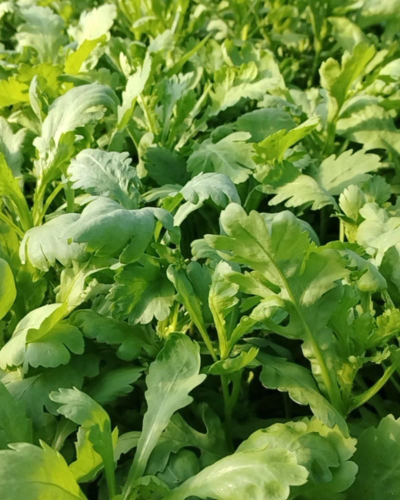 菊花菜叶菜