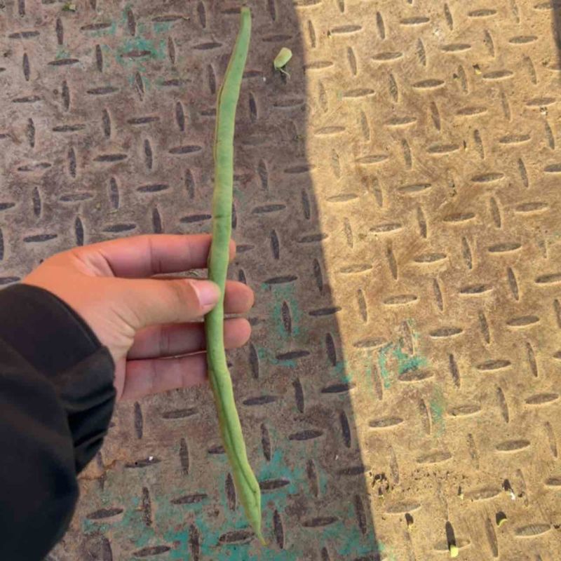 河北邯郸南大堡蔬菜市场，精品豆王，量大价优