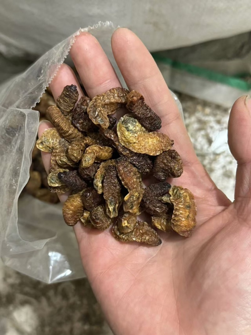 蛴螬核桃虫土蚕老母虫无硫实拍发货如图