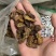 蛴螬核桃虫土蚕老母虫无硫实拍发货如图
