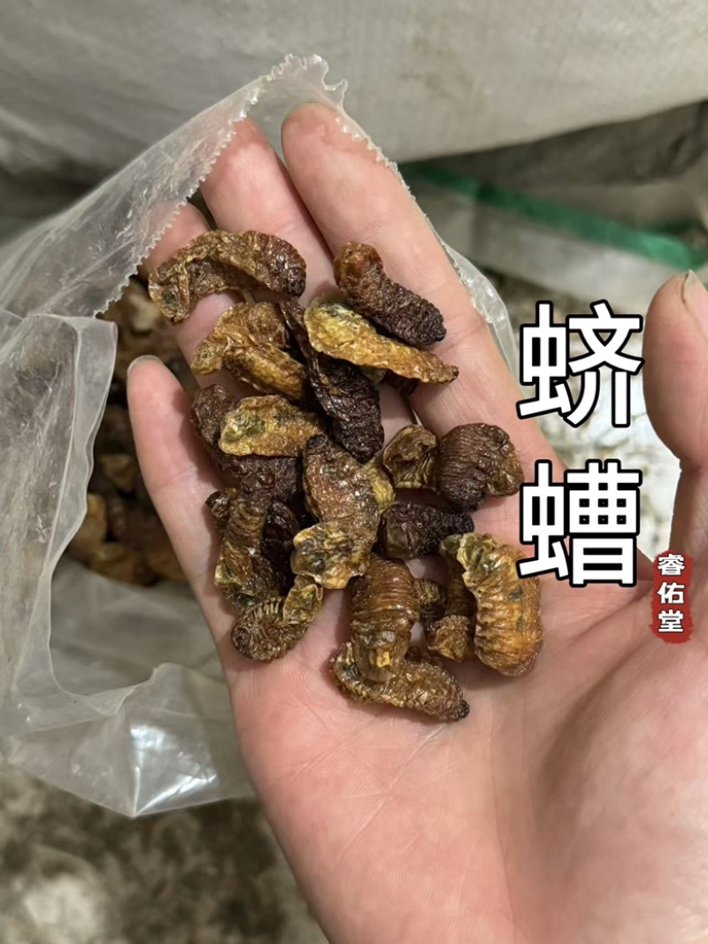 蛴螬核桃虫土蚕老母虫无硫实拍发货如图