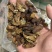 蛴螬核桃虫土蚕老母虫无硫实拍发货如图