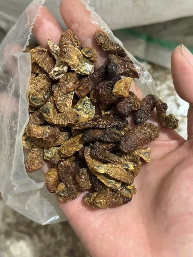 蛴螬核桃虫土蚕老母虫无硫实拍发货如图
