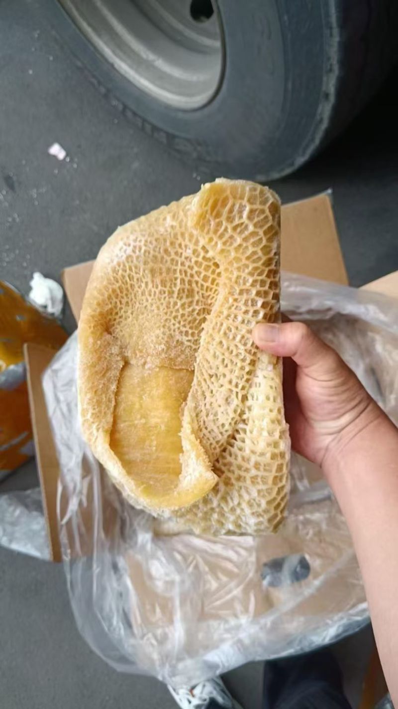 金钱肚来喽！金钱肚客户现场看货实拍！