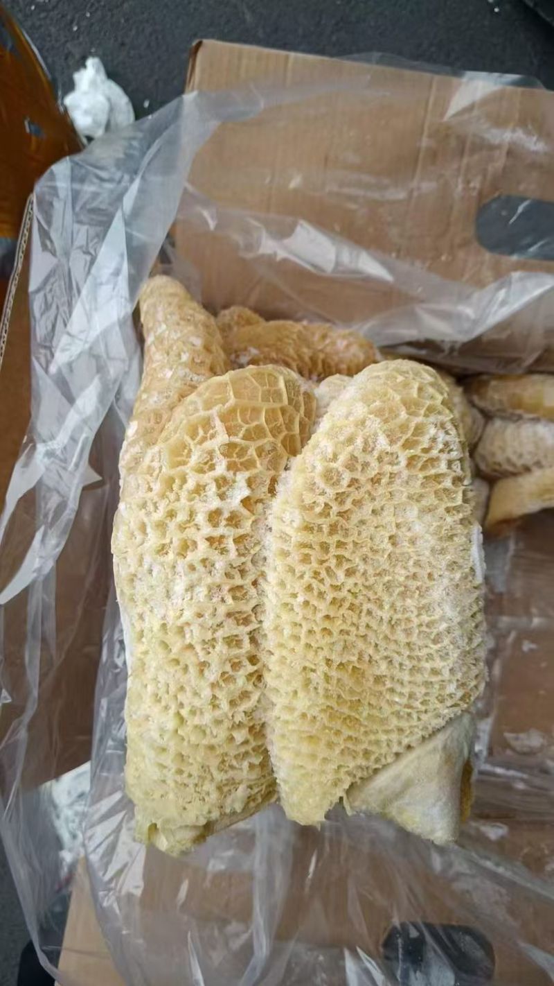 金钱肚来喽！金钱肚客户现场看货实拍！