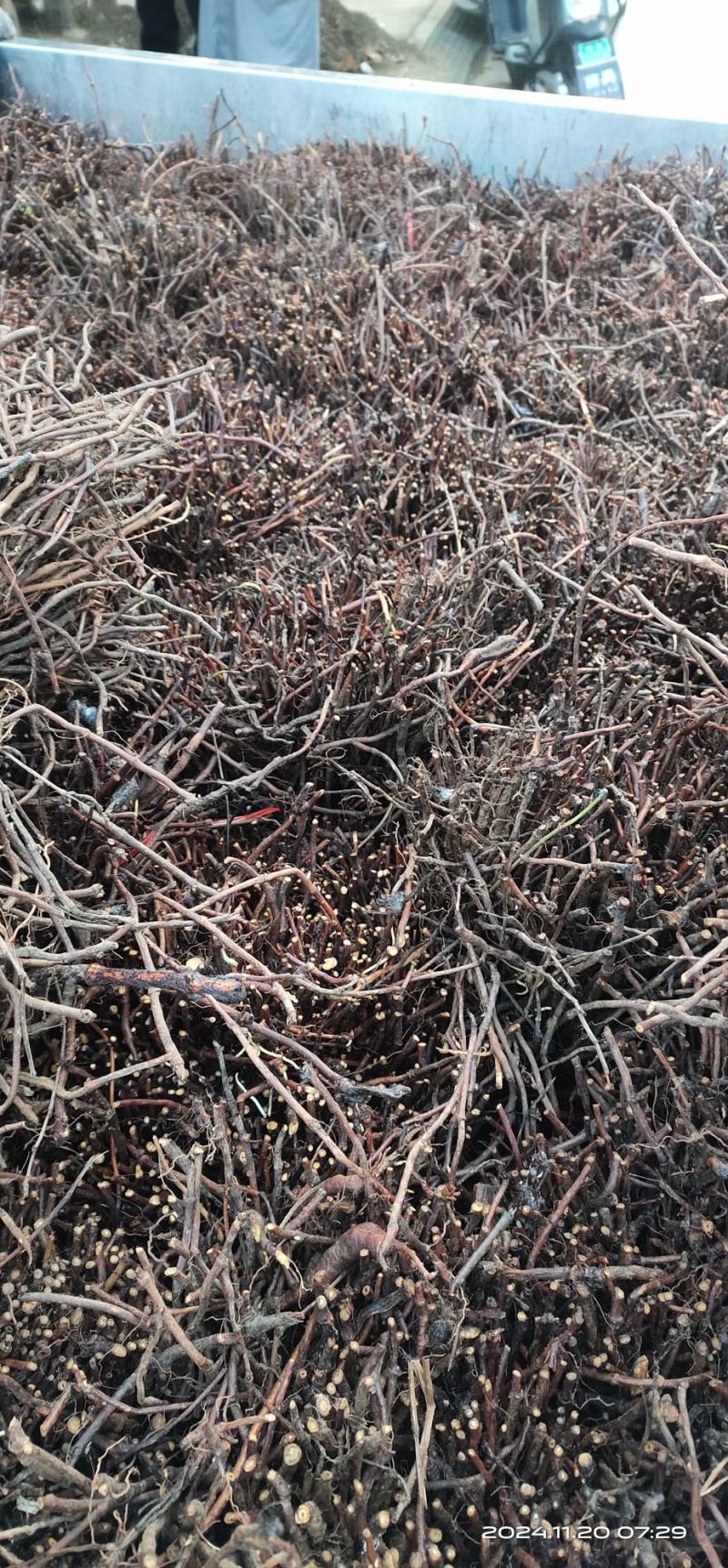 亳州中药材何首乌种苗基地批发零销，成活率高好管理，产量高