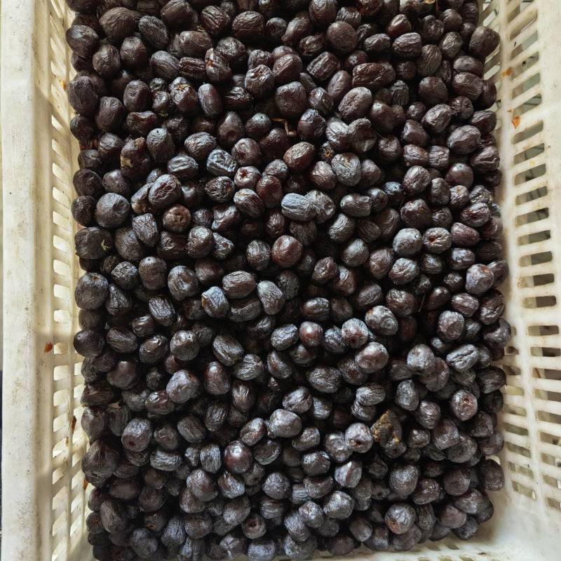 太行山无核黑枣