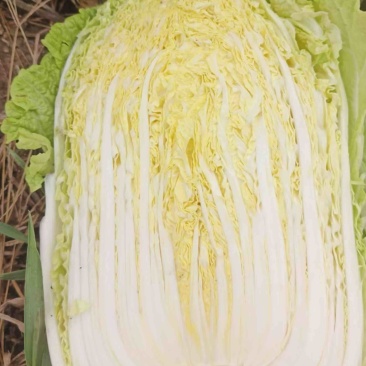 【热销】黄心大白菜