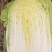 【热销】黄心大白菜