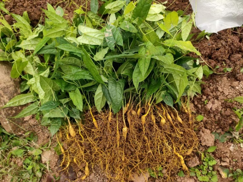 金果榄种苗出售，地苦胆苗出售，基地发货欢迎订购