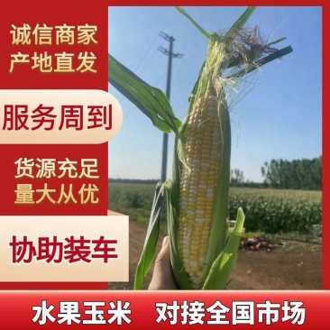 【水果玉米】精品水果玉米一手货源香甜多汁对接超市