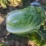 黄心大白菜10斤起步