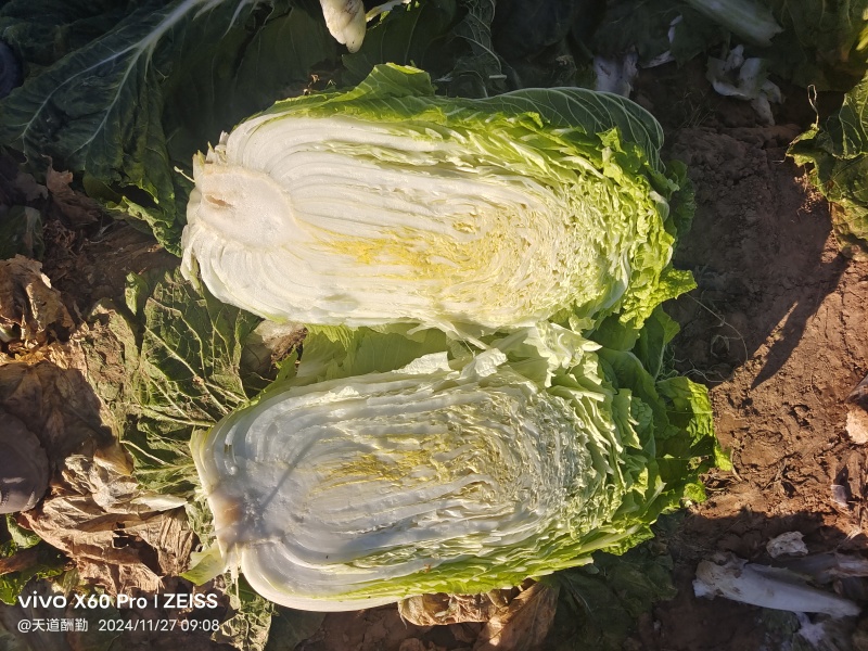 黄心大白菜10斤起步