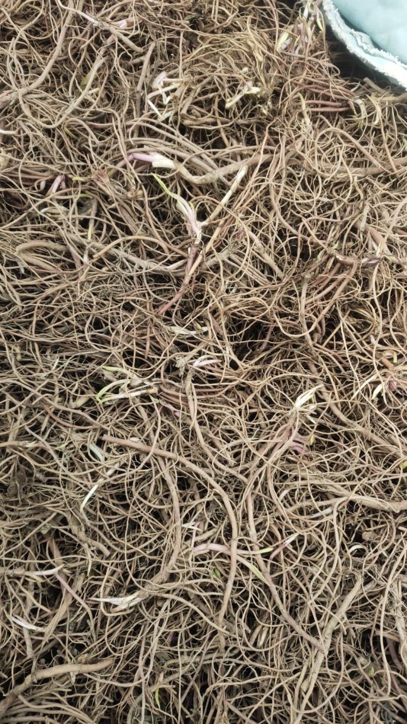 亳州中药材紫苑芽基地直销产量高无风险成本低