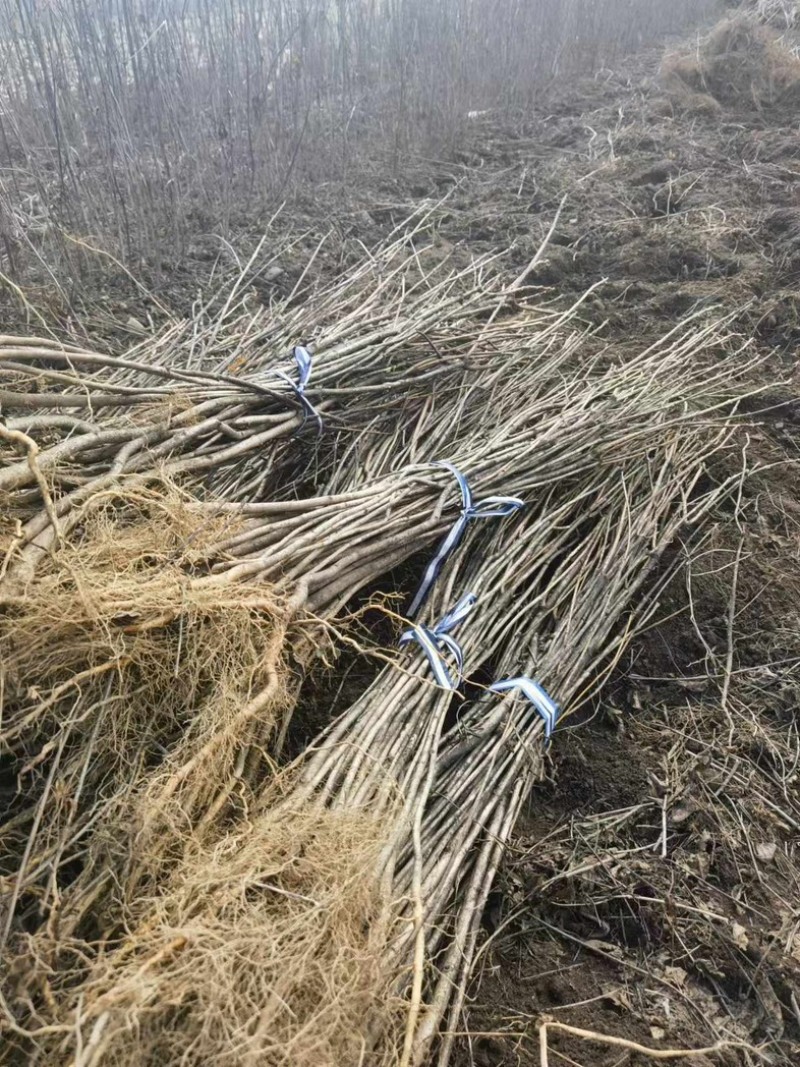 黄柏苗、黄菠萝苗、产地直发、自产自销