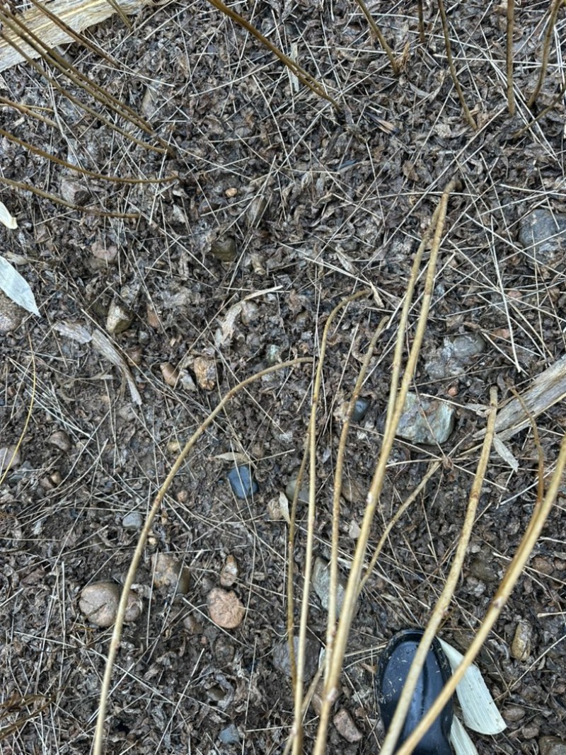 黄柏苗、黄菠萝苗、产地直发、自产自销