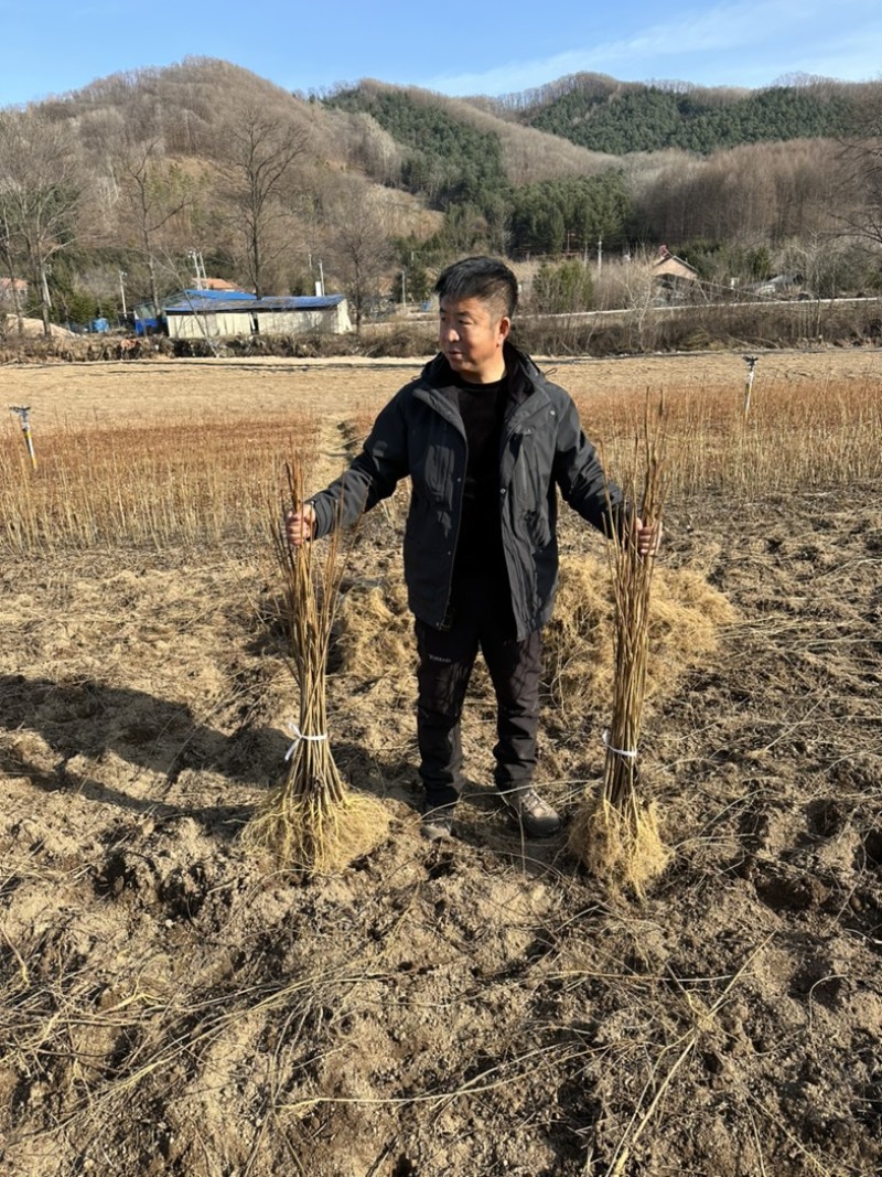 黄柏苗、黄菠萝苗、产地直发、自产自销