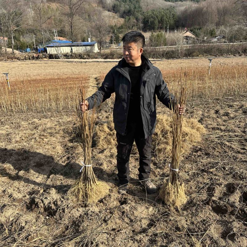 黄柏苗、黄菠萝苗、产地直发、自产自销