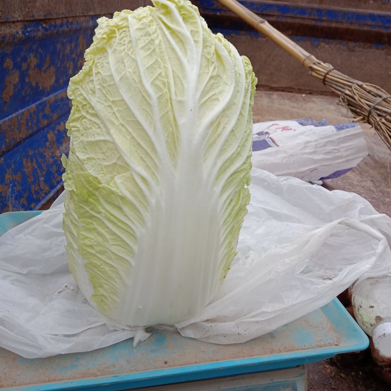 大娃菜