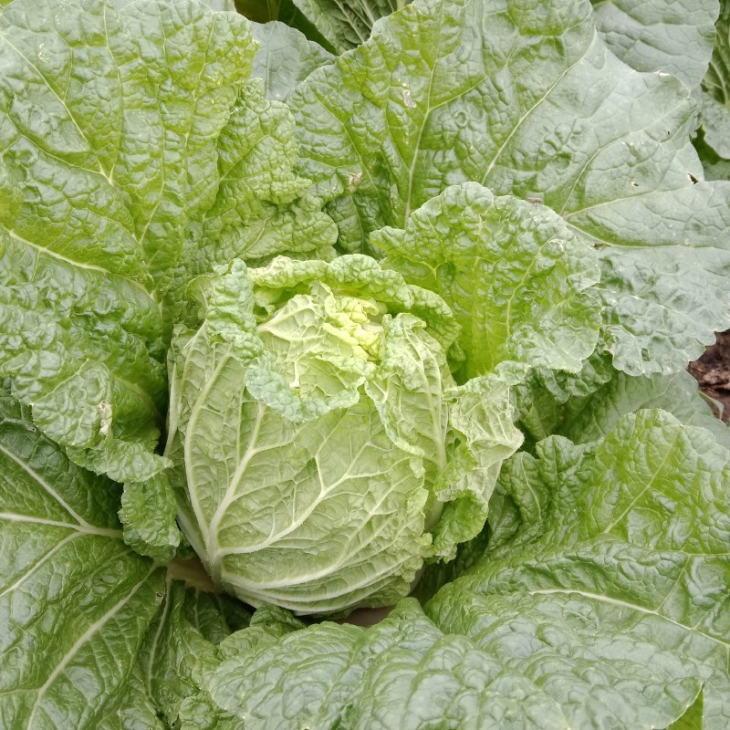 大娃菜