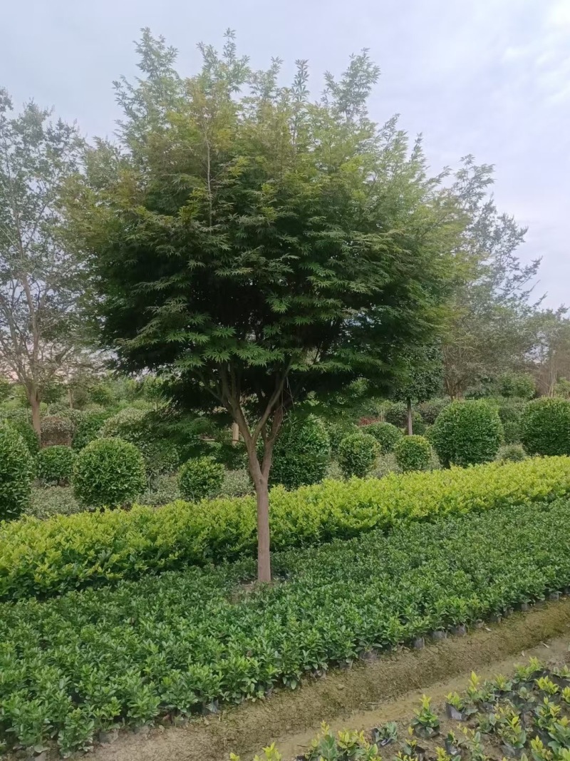 成都红枫基地3公分5公分8公分10公分12公分批发