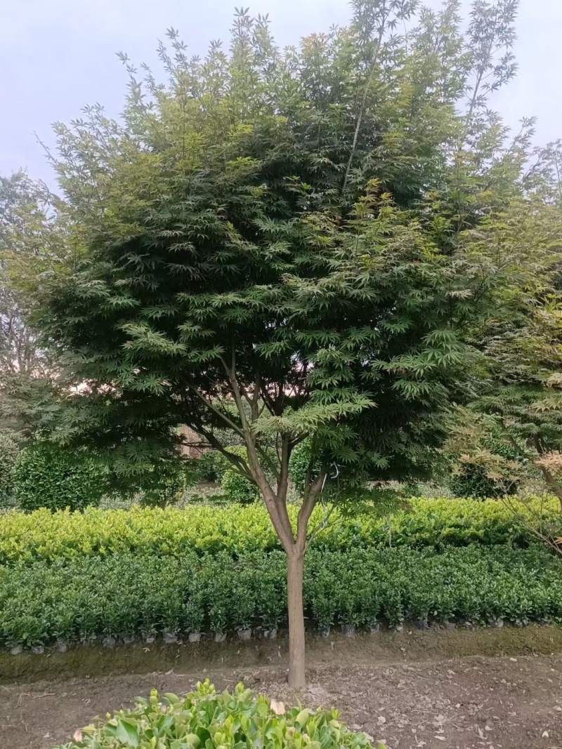 成都红枫基地3公分5公分8公分10公分12公分批发