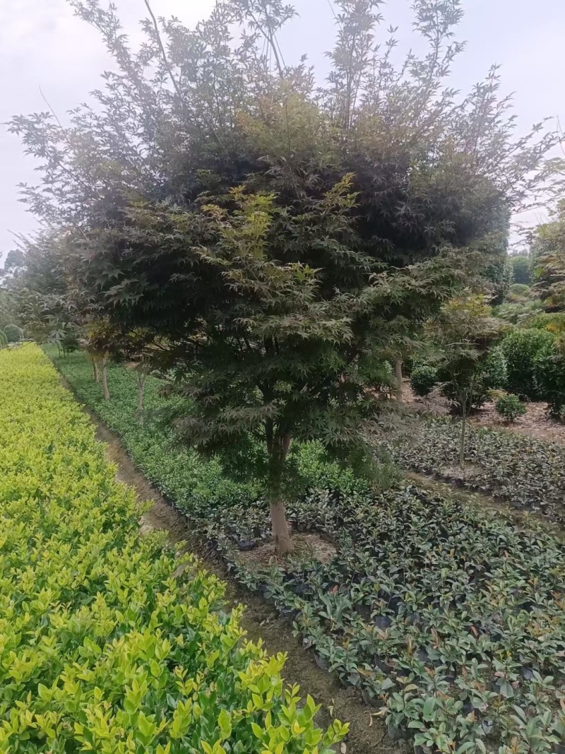 成都红枫基地3公分5公分8公分10公分12公分批发