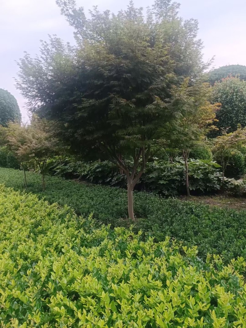 成都红枫基地3公分5公分8公分10公分12公分批发