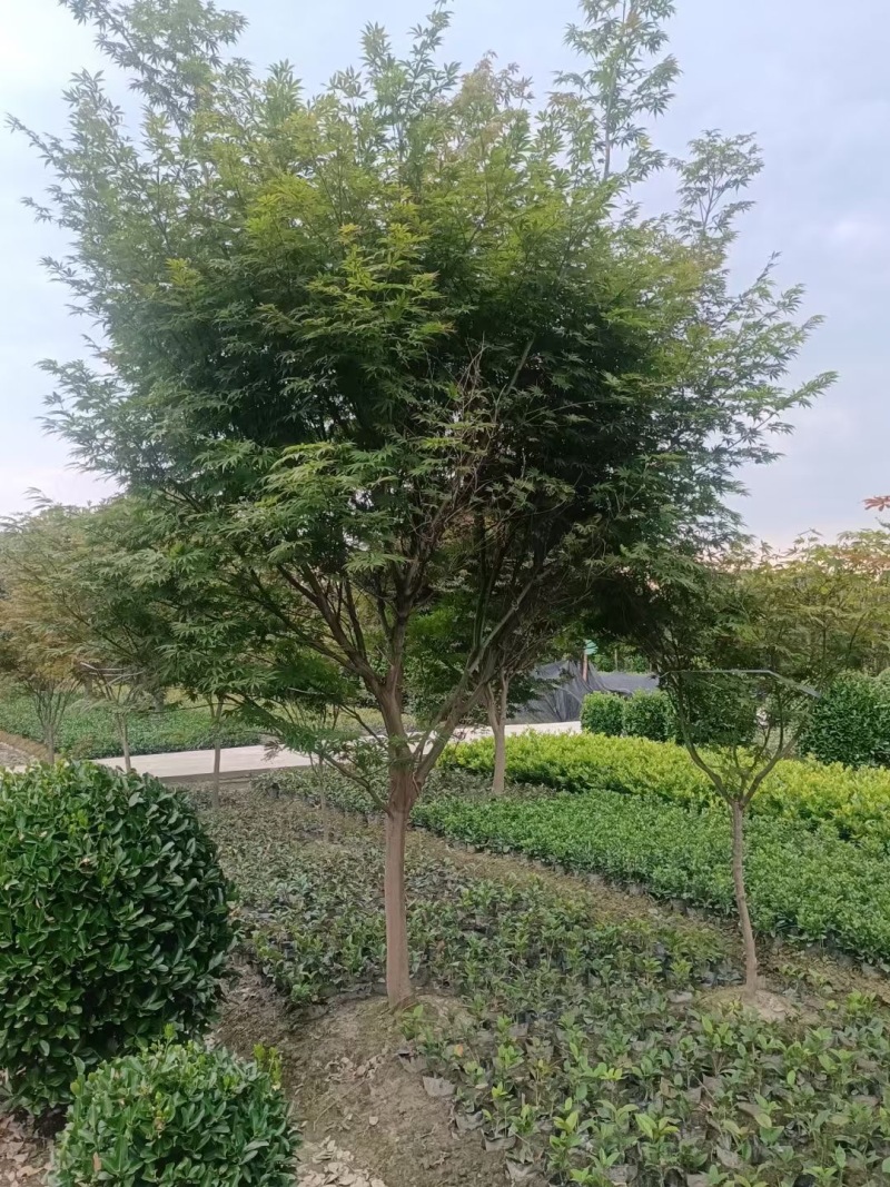 成都红枫基地3公分5公分8公分10公分12公分批发