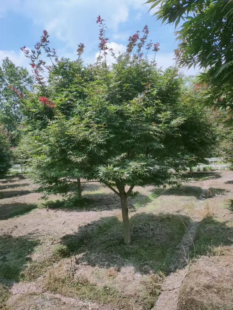 成都红枫基地3公分5公分8公分10公分12公分批发