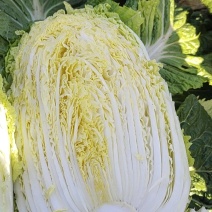 我经营黄心大白菜大量共应市场，加工需要的联系