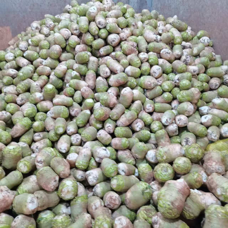 四川精品大头菜荷包大头菜电商大量欢迎客户