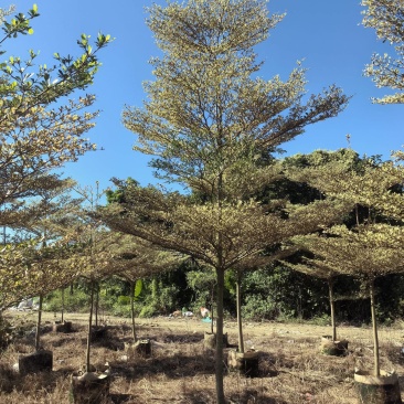 锦叶榄仁袋苗产地直销，支持视频看货