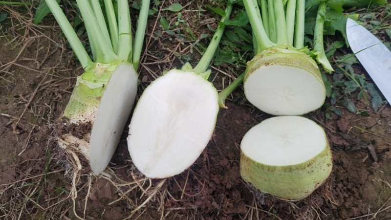 四川精品大头菜荷包大头菜电商大量欢迎客户